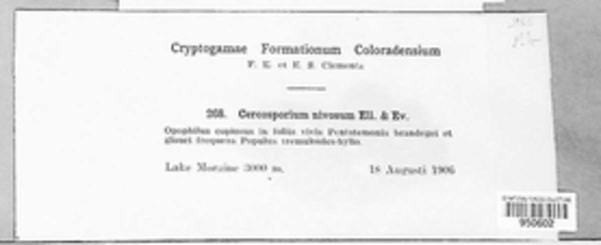 Ramularia nivosa image